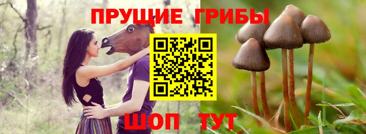 Псилоцибиновые грибы мицелий  Вход с VPN  Хасавюрт  Псилоцибиновые грибы Cubensis 